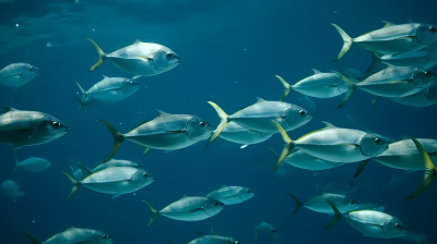 海洋生物摄影图