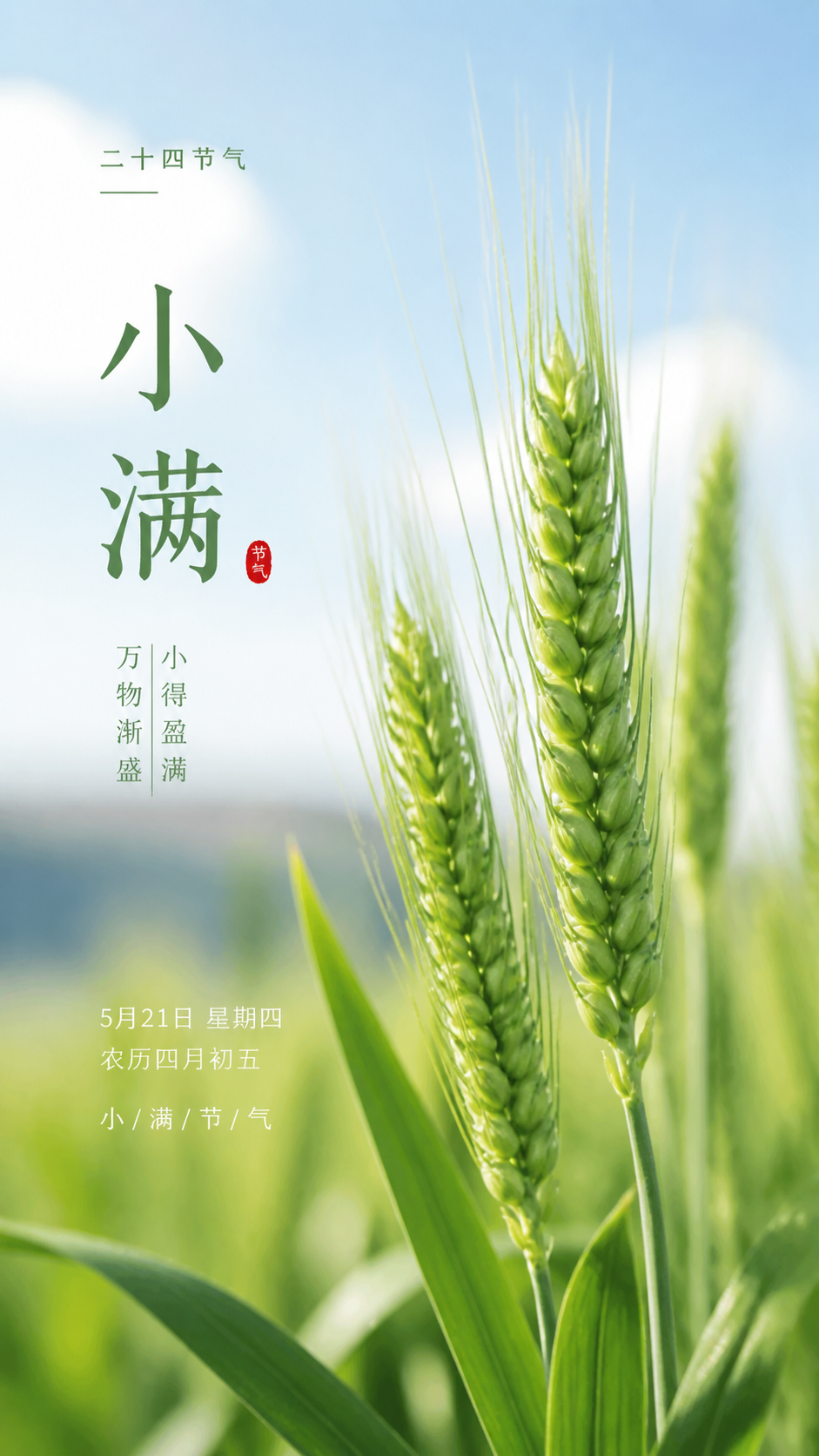 二十四节气小满麦浪初丰手机海报