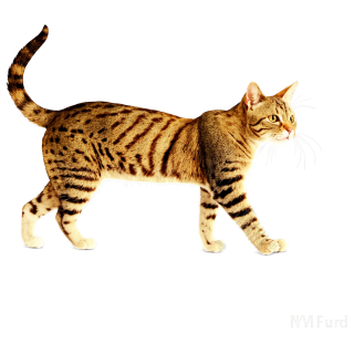 猫插画素材