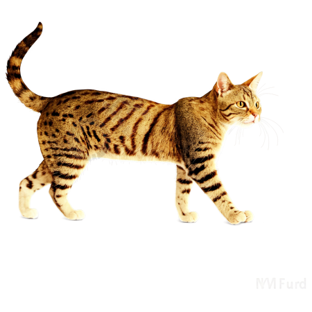 猫插画素材