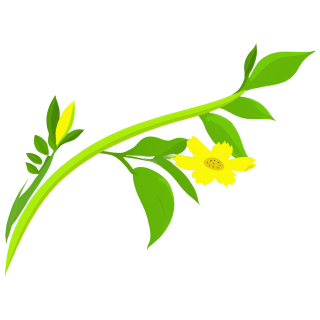 花卉插图素材图片