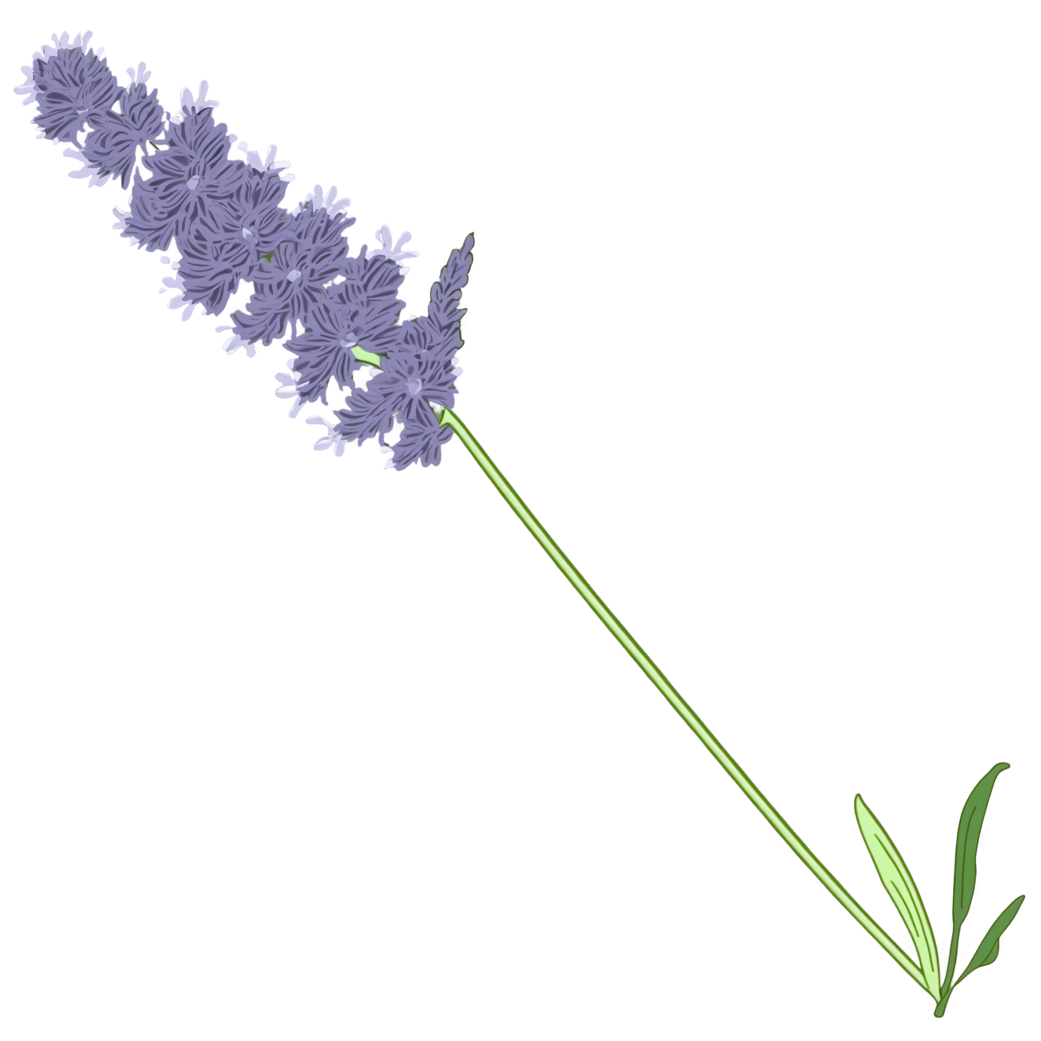 薰衣草插画素材