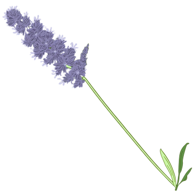 薰衣草插画素材