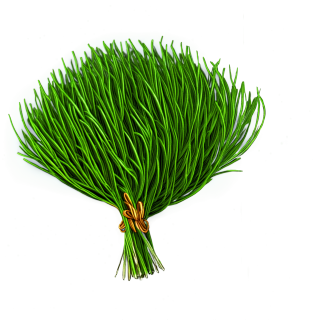 草原插图材料