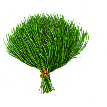 草原插图材料
