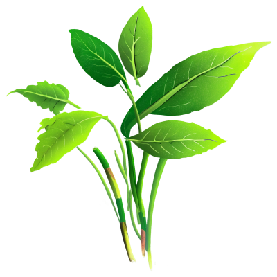 花卉与植物插画素材