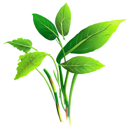 花卉与植物插画素材