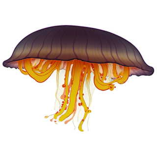 水母插画素材
