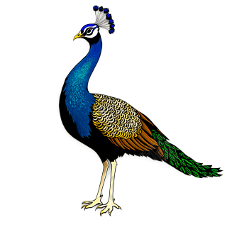 孔雀插图素材