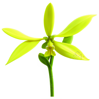 兰花插画素材