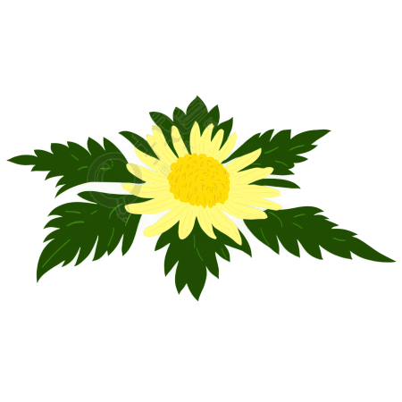 菊花插画素材