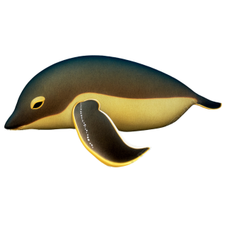 海洋动物插图素材