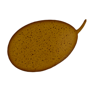 手绘插图设计元素