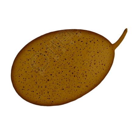手绘插图设计元素