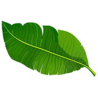 香蕉叶插画素材