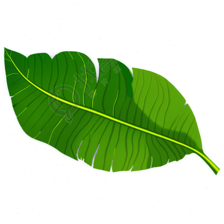 香蕉叶插画素材