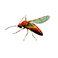 昆虫插画素材