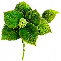 绣球花插画素材
