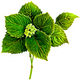绣球花插画素材