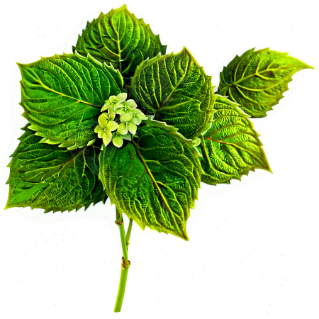 绣球花插画素材