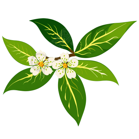 梨花插画素材