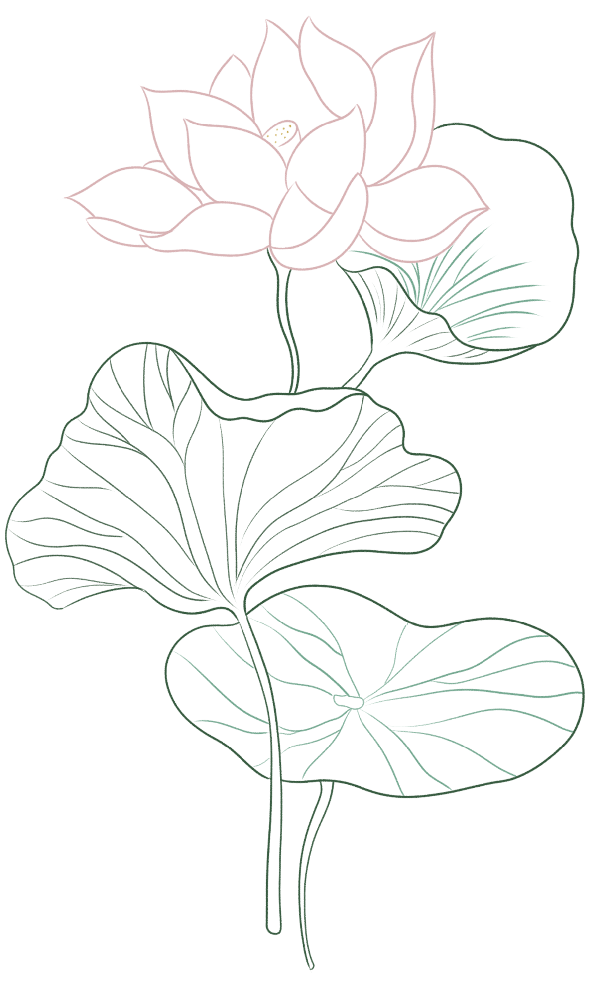荷花插画图片大全制作技巧！
