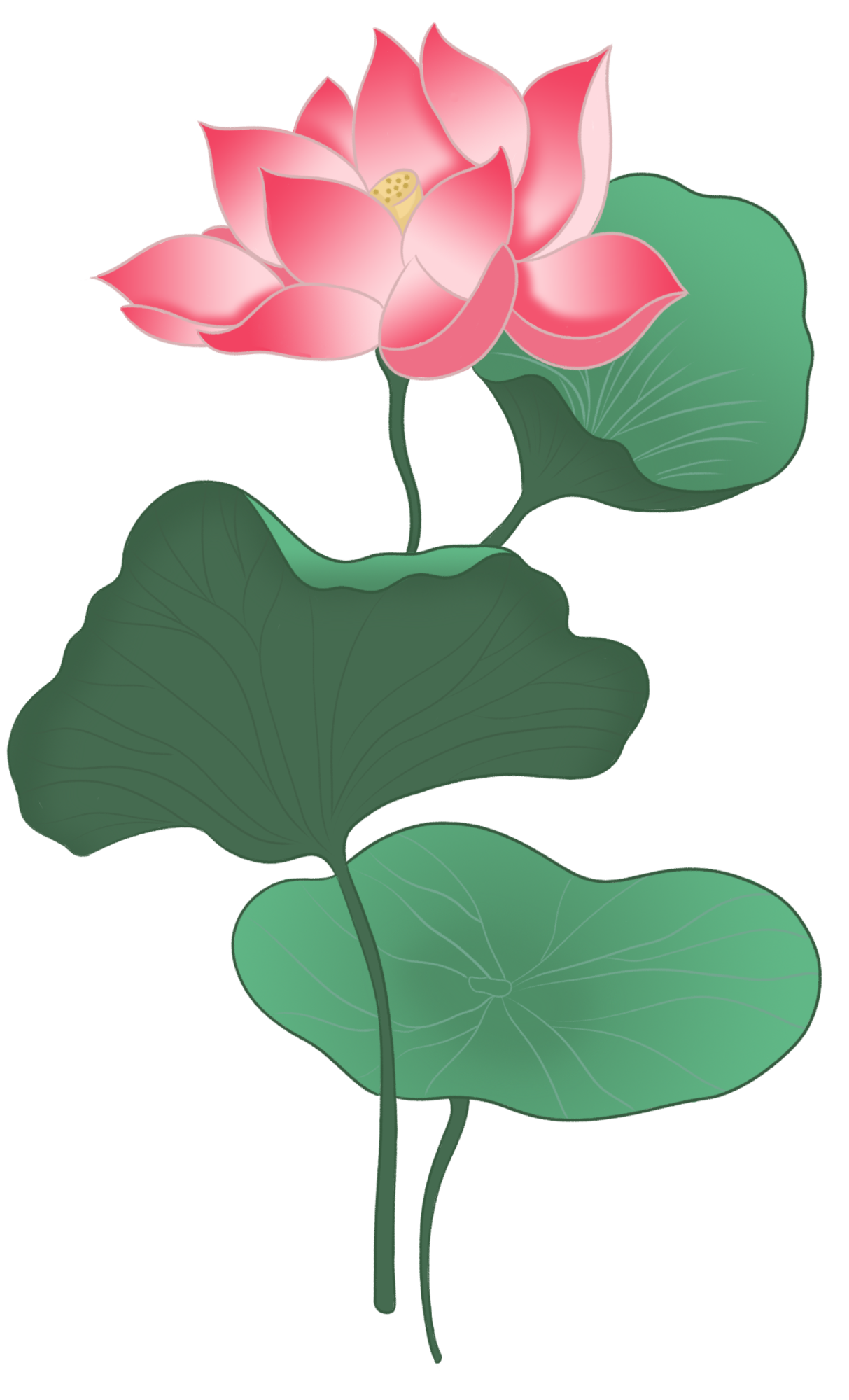 荷花插画图片大全制作技巧！