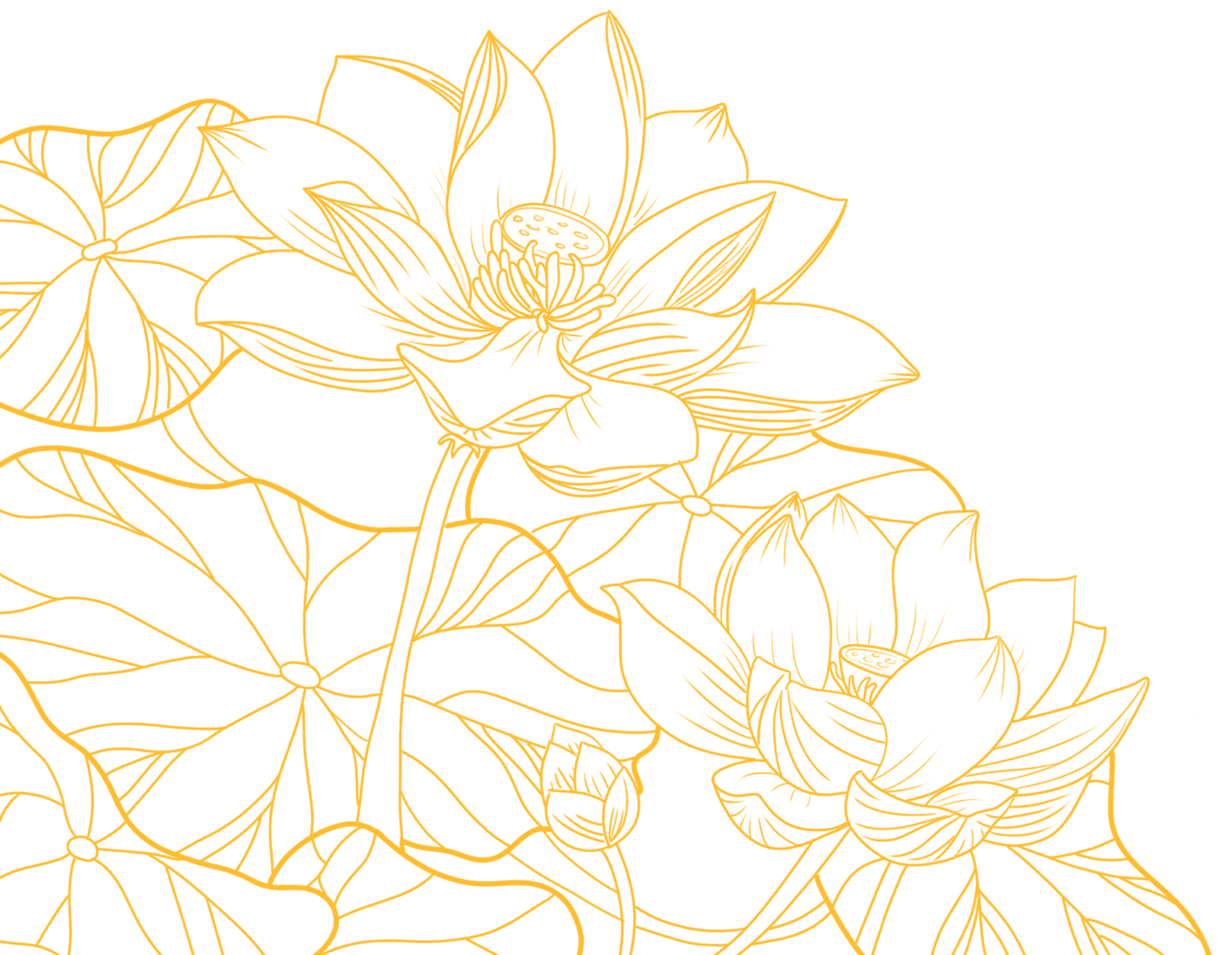 荷花插画图片大全怎么画？