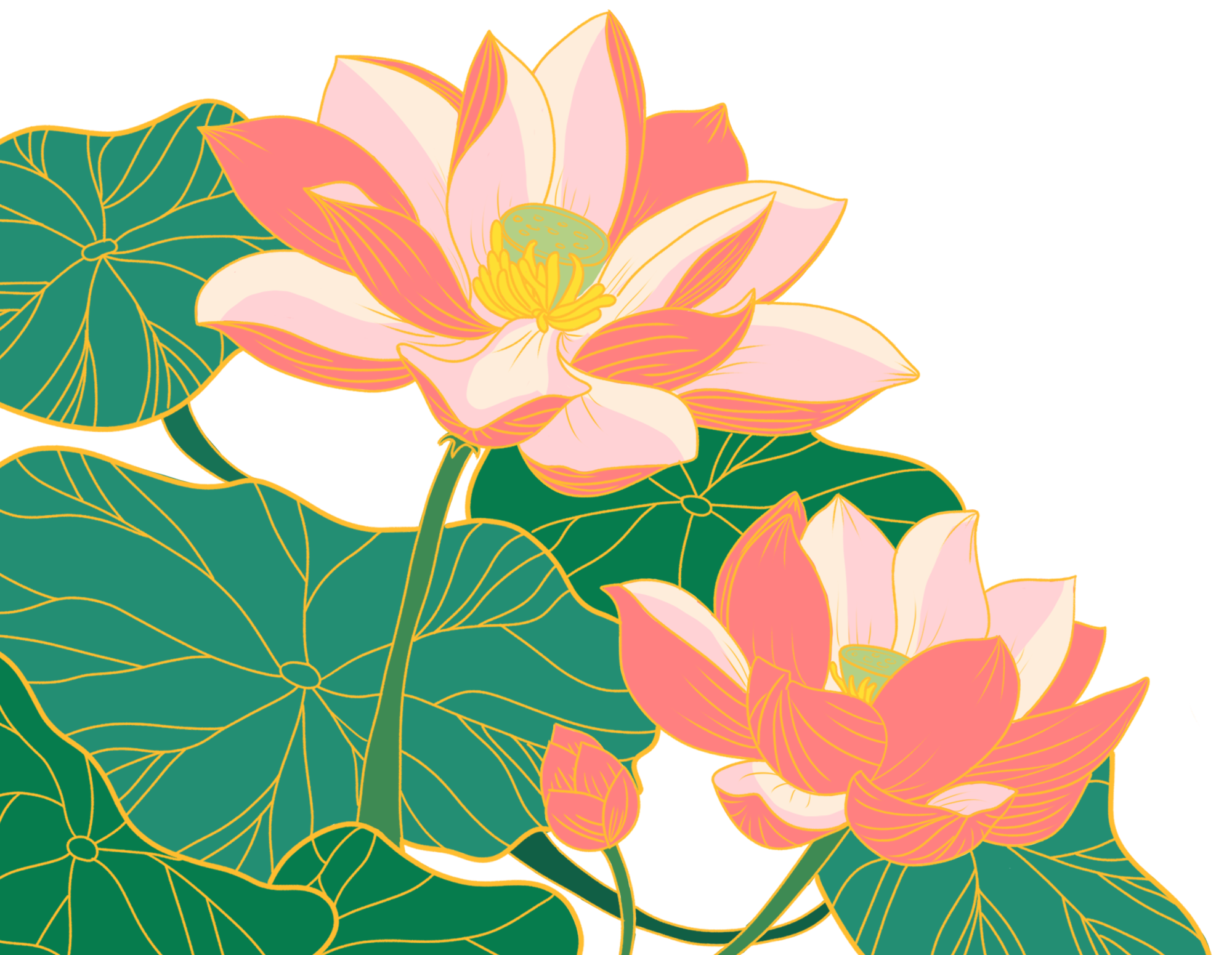 荷花插画图片大全怎么画？