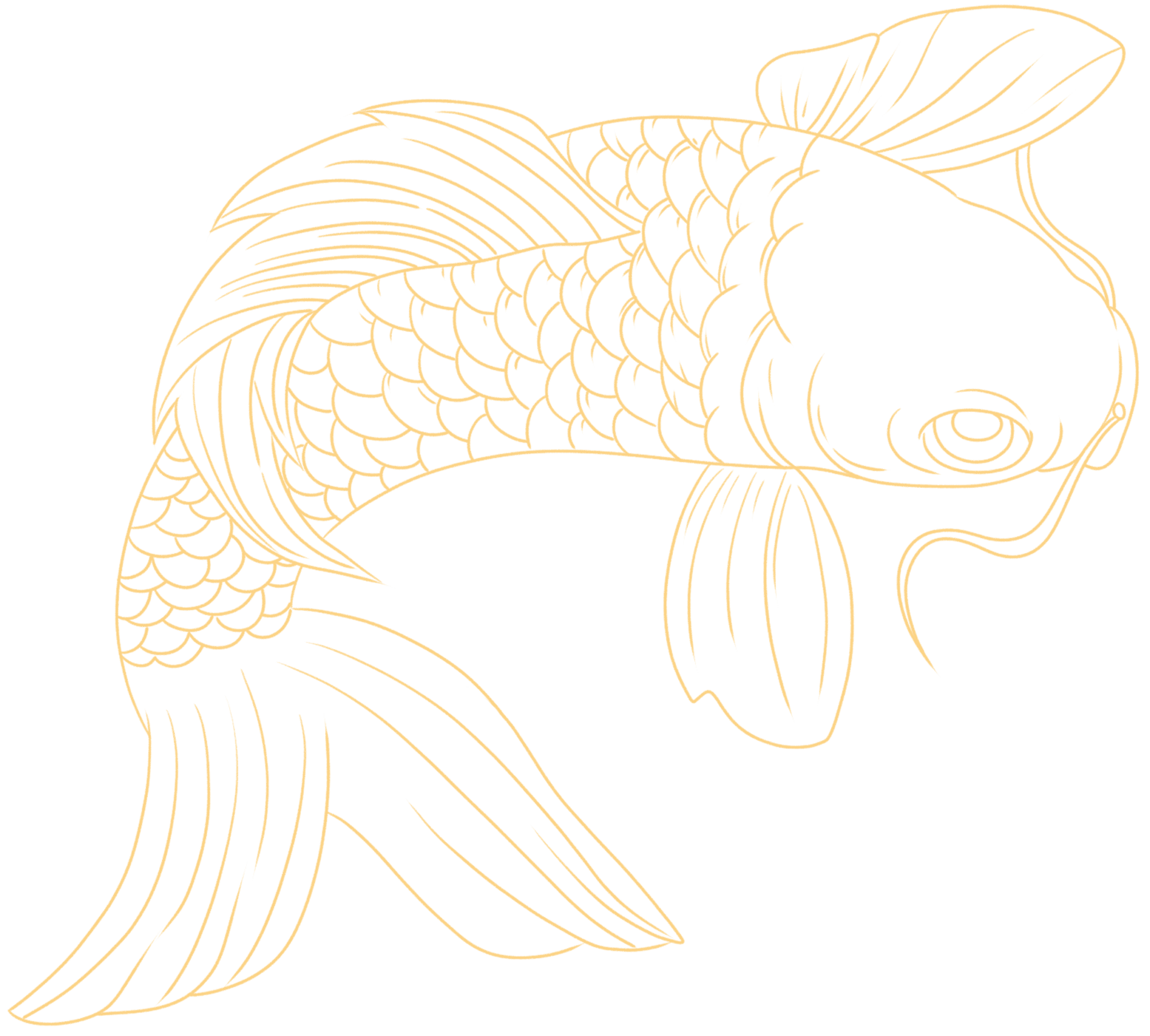 锦鲤 插画制作步骤！