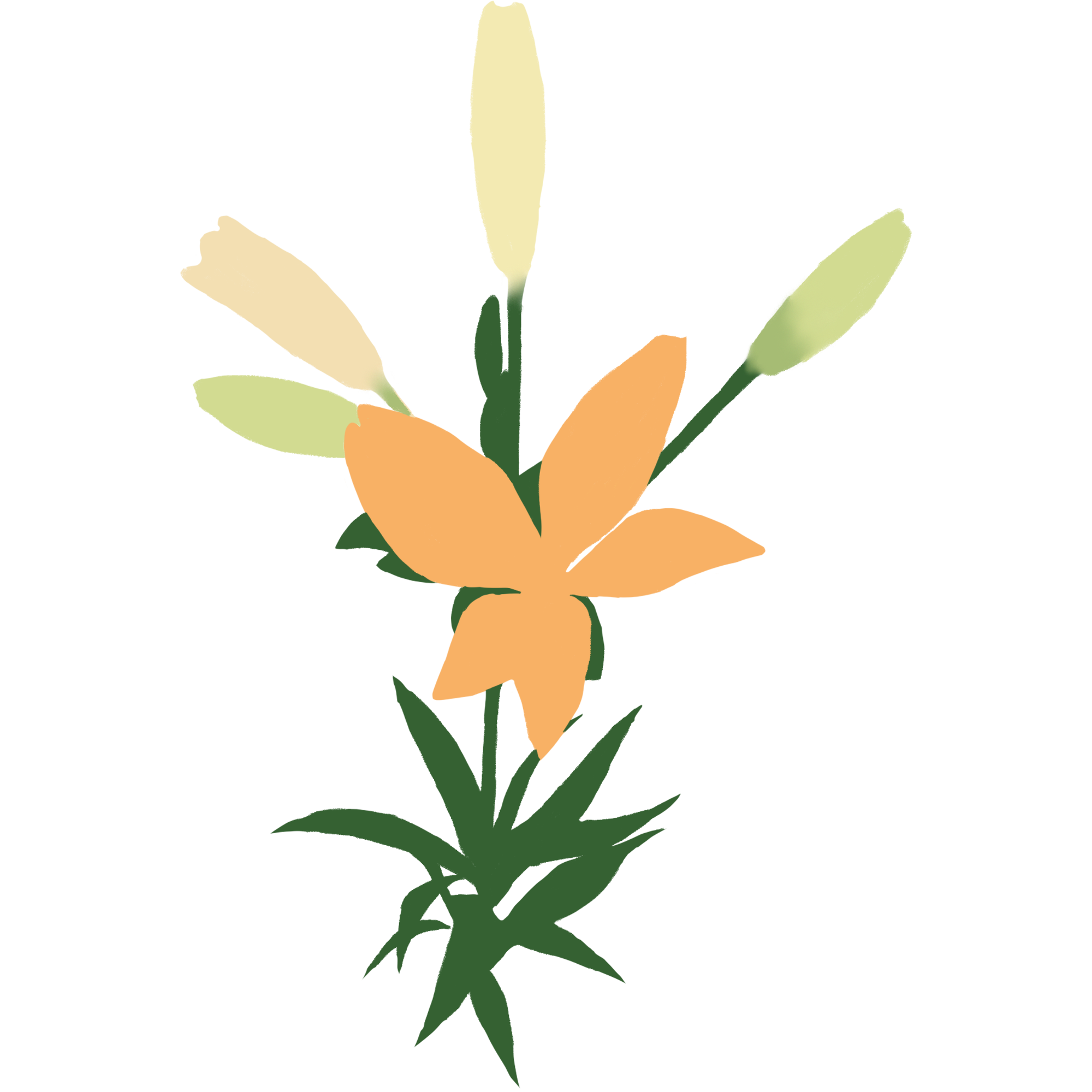 百合花图片插画简单制作技巧！