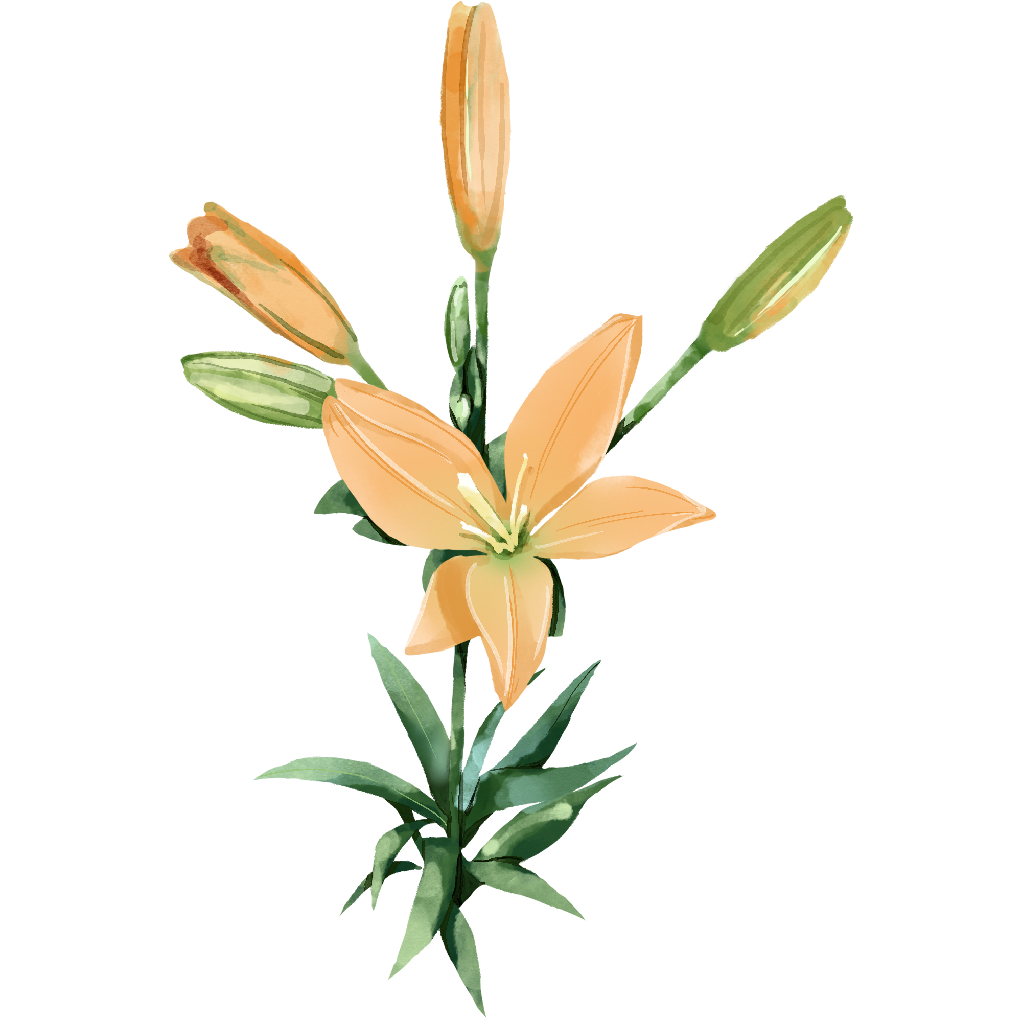 百合花图片插画简单制作技巧！