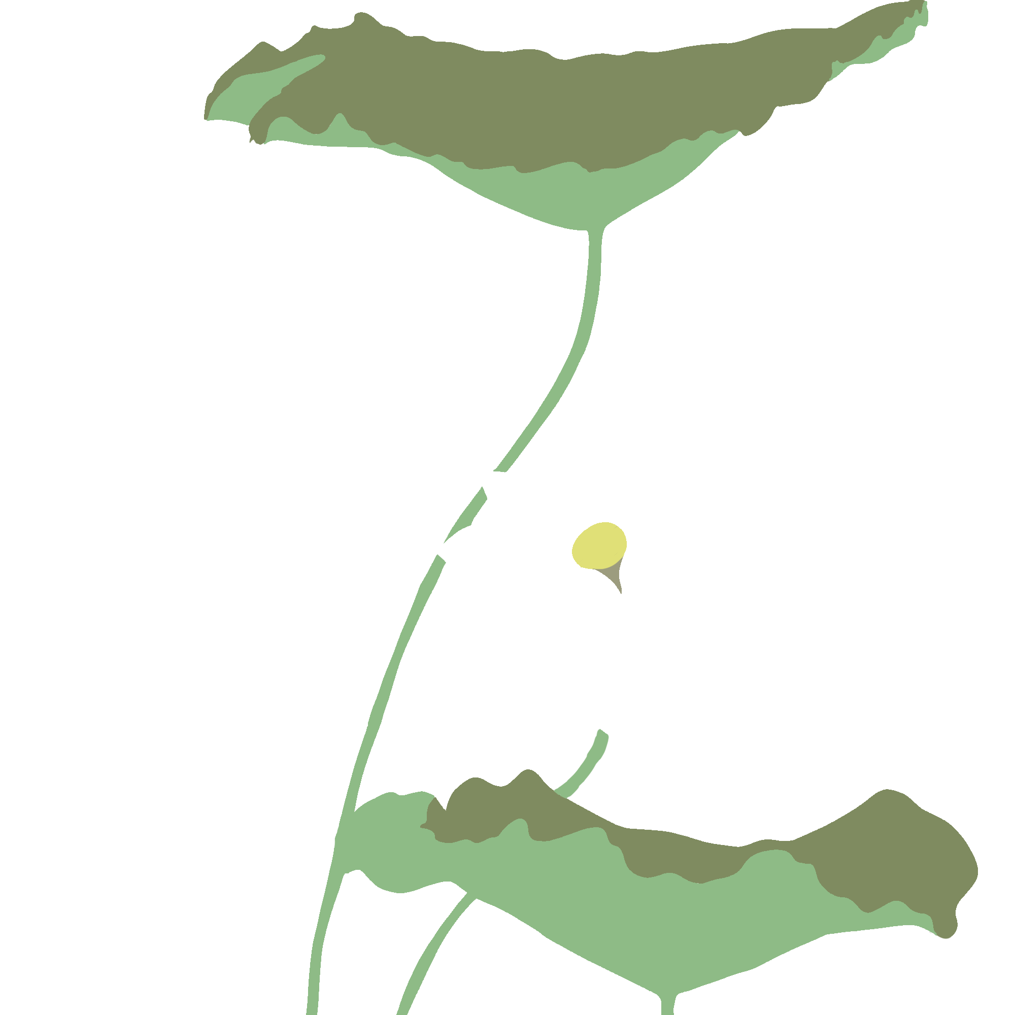 荷花图片绘画彩铅如何制作?