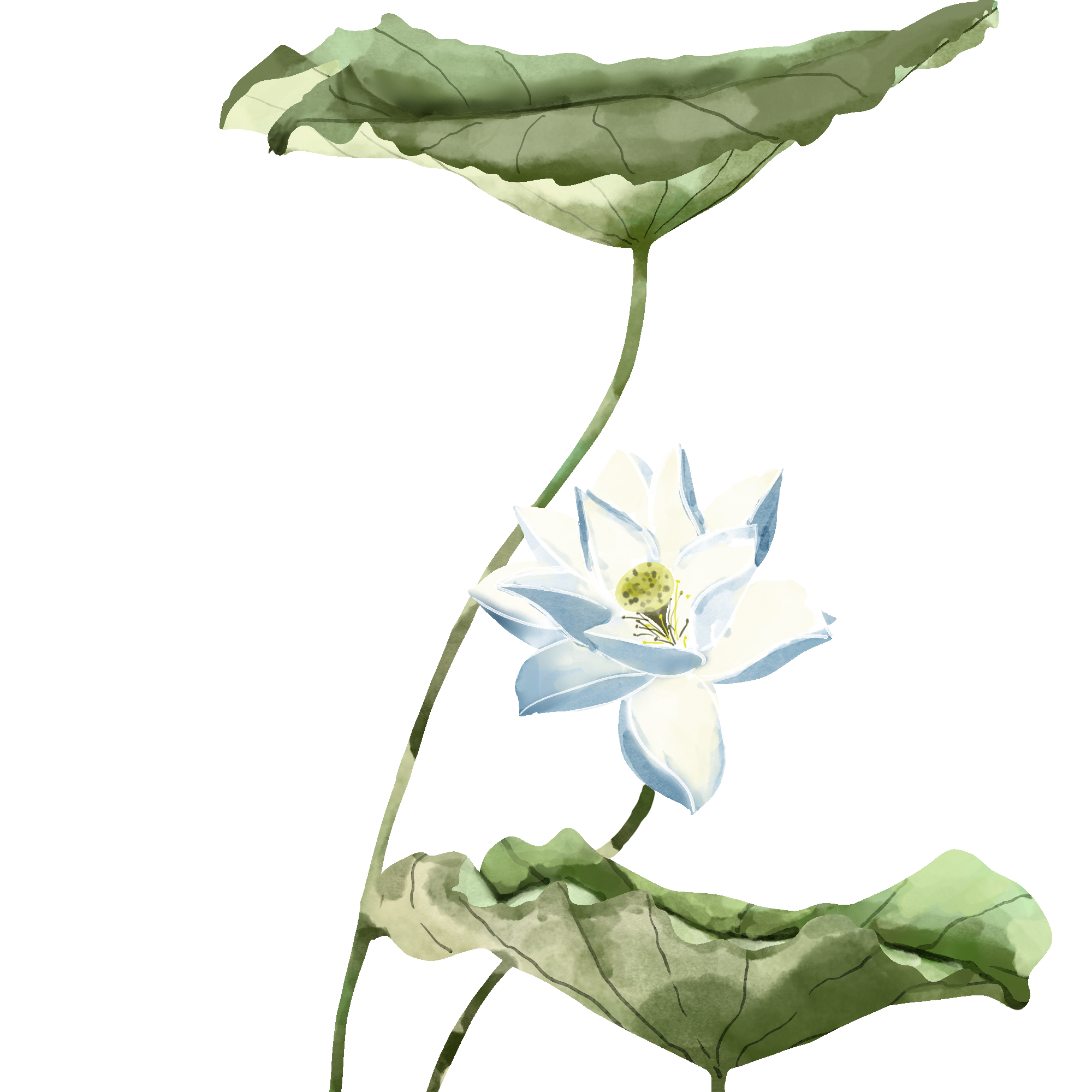 荷花图片绘画彩铅如何制作?