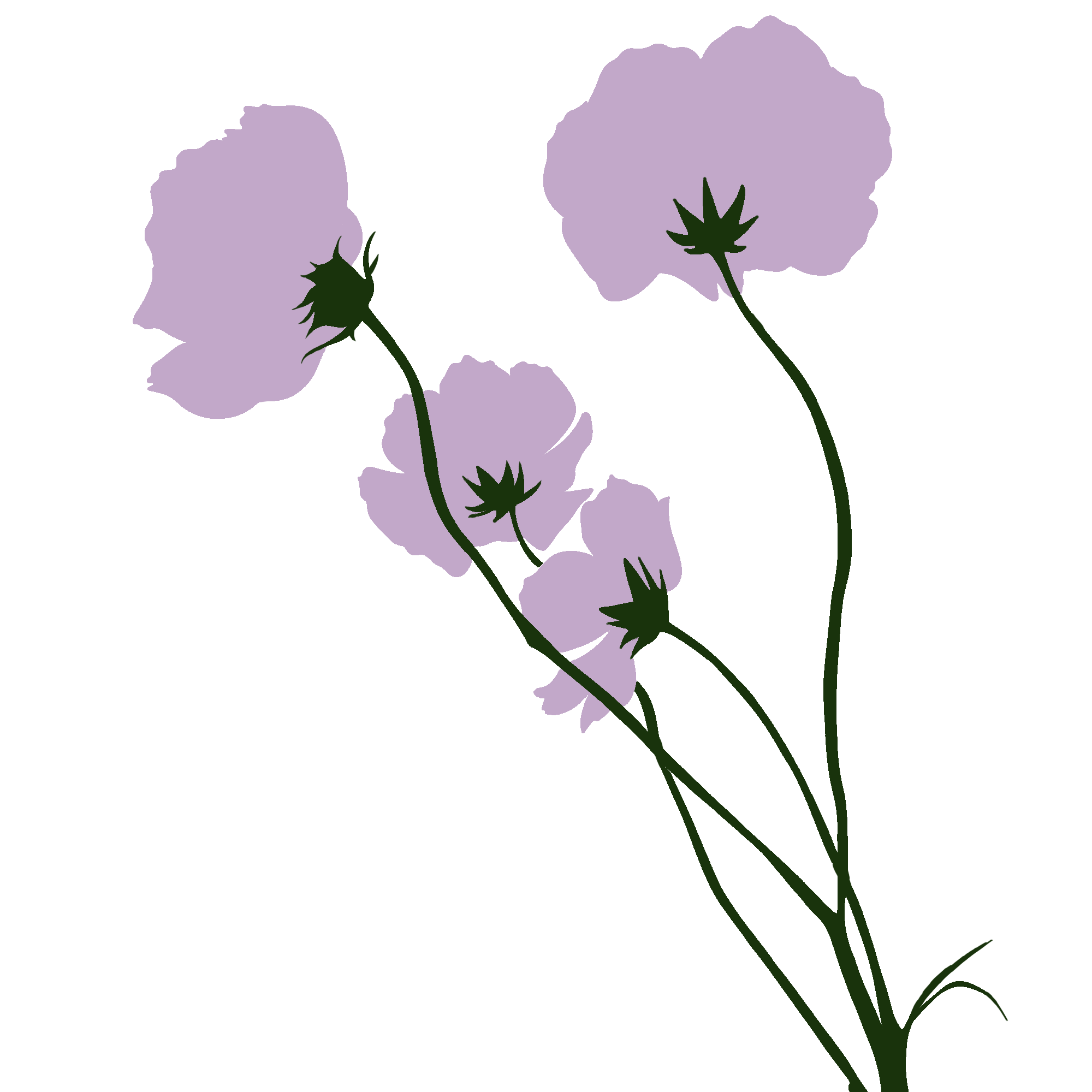 花朵图片绘画 彩铅如何绘制?