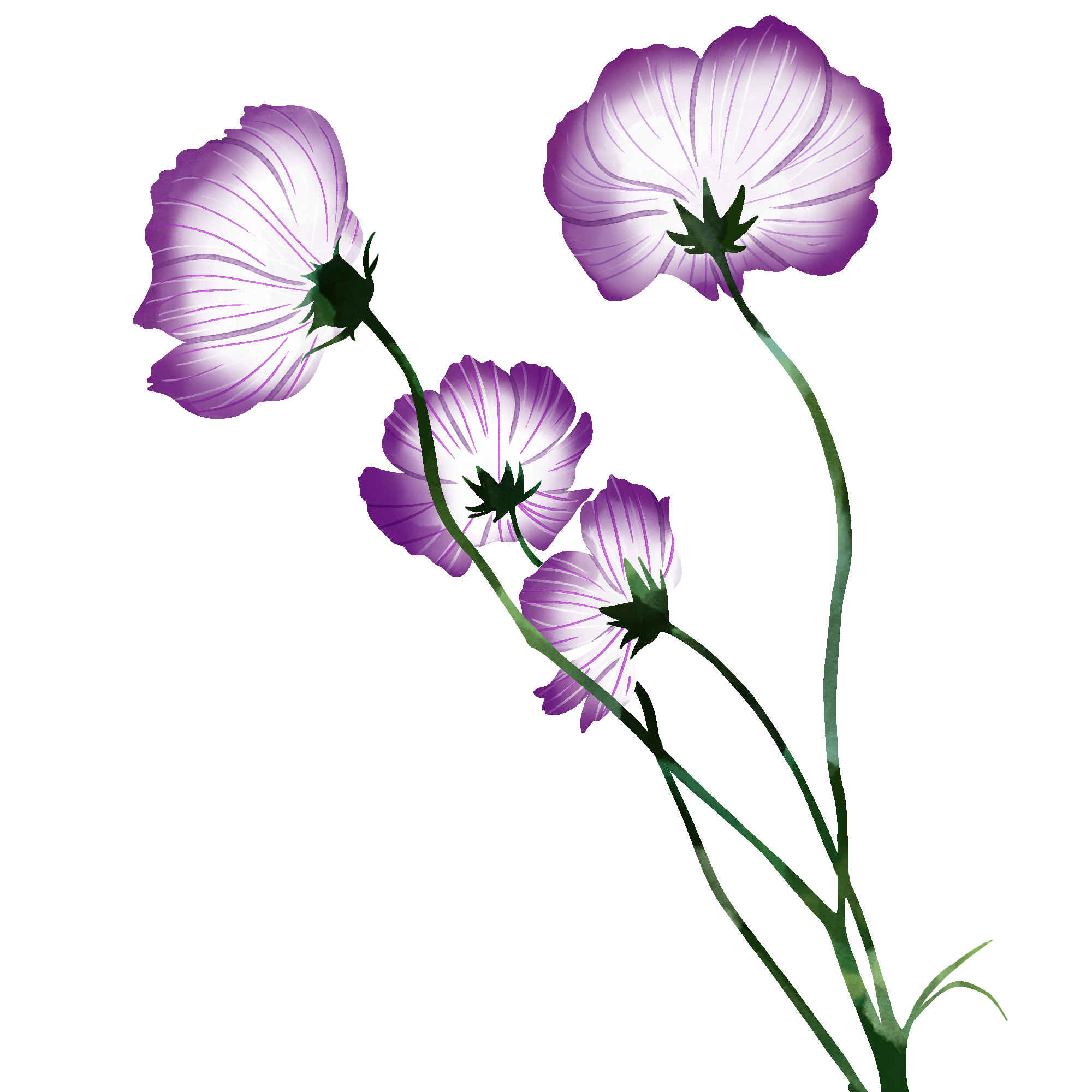 花朵图片绘画 彩铅如何绘制?