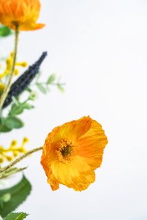 橙黄色虞美人鲜花特写竖图