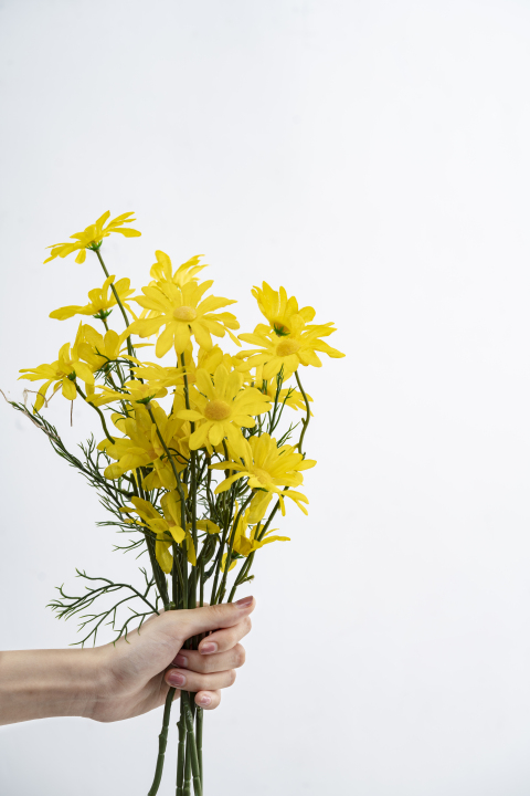 手持黄色小雏菊鲜花竖图版权图片下载