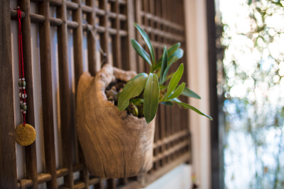 仿枯木纹花器盆栽近景图