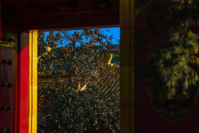 古代建筑外的橘子树