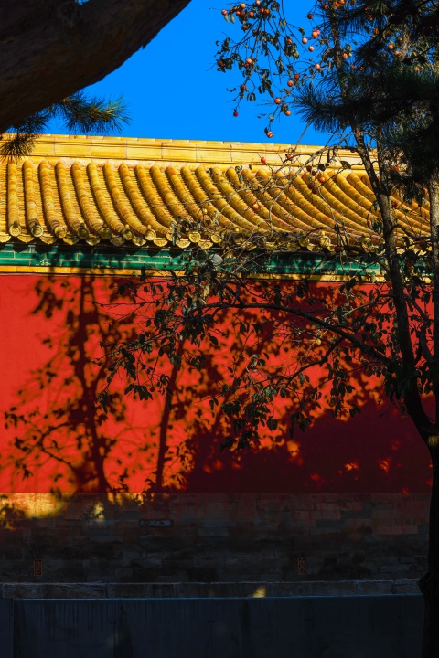 古代古建筑红色墙面和松树版权图片下载