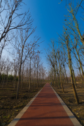 公园小树林跑道环境高清图