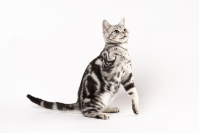站立的可爱虎豹猫咪图片