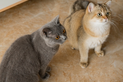 宠物店金渐层灰色猫猫咪图片