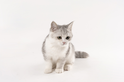 宠物萌宠短毛布偶猫咪图片