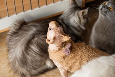 萌宠合集加拿大无毛猫蓝猫高清图