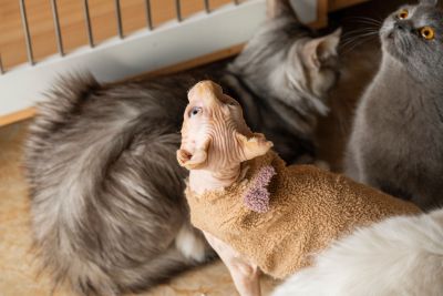萌宠合集加拿大无毛猫蓝猫高清图