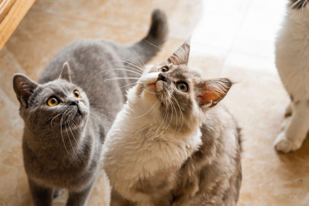 英短蓝猫金渐层可爱猫咪高清图版权图片下载