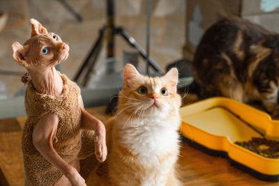 萌宠猫舍无毛猫金渐层高清图