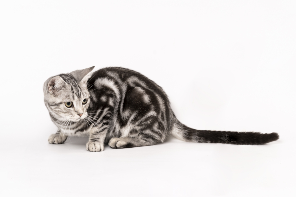 家庭宠物美国短毛虎斑猫版权图片下载